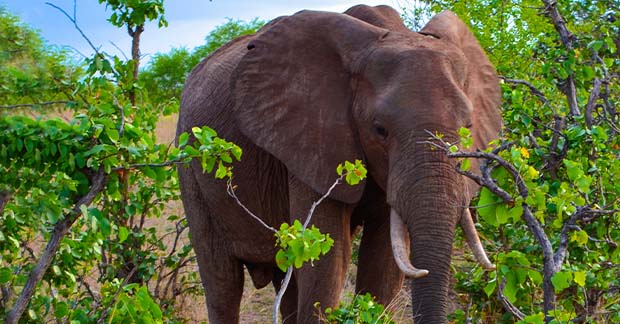 Grand Voyage Elephant