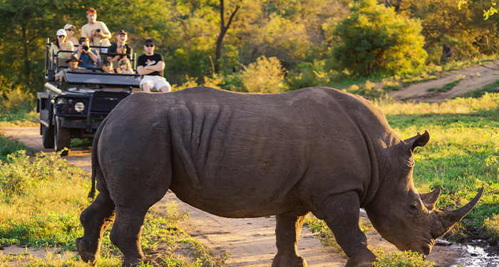 Rhino