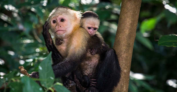 Panama monkey