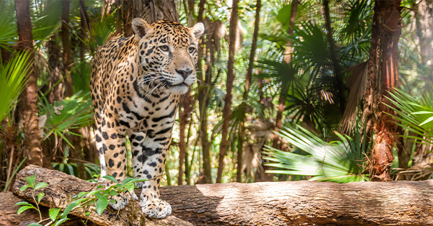 Belize