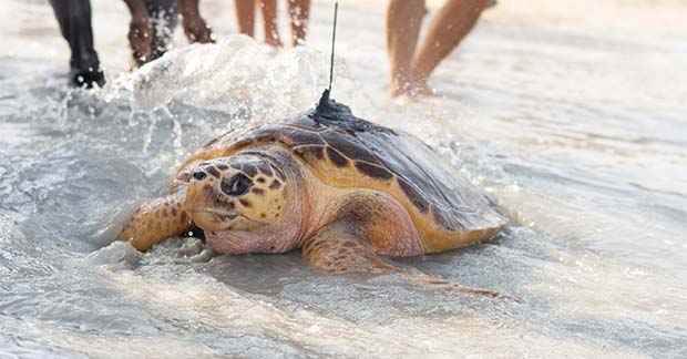 Dubai Turtle