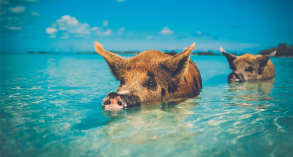 Bahamas5