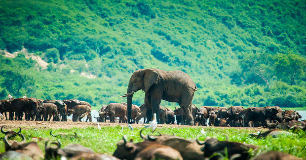 Elephant