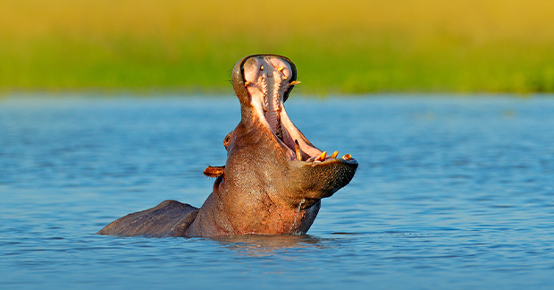 Hippo