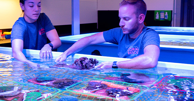 Florida coral rescue