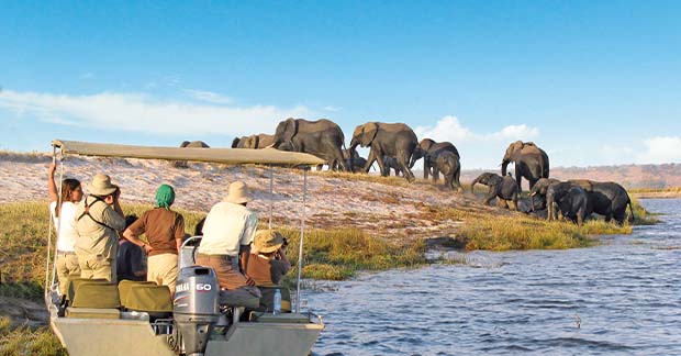 Grand Voyage Elephants