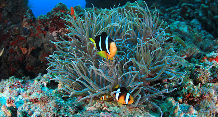 Maldives fish