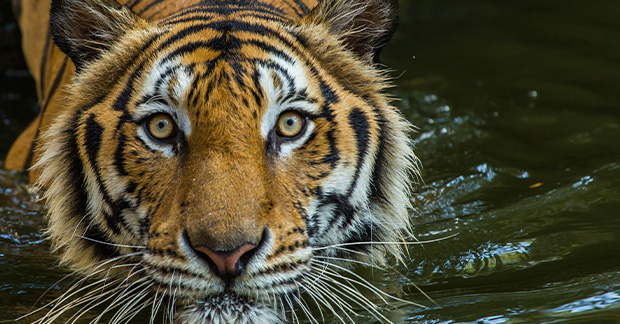 India tiger