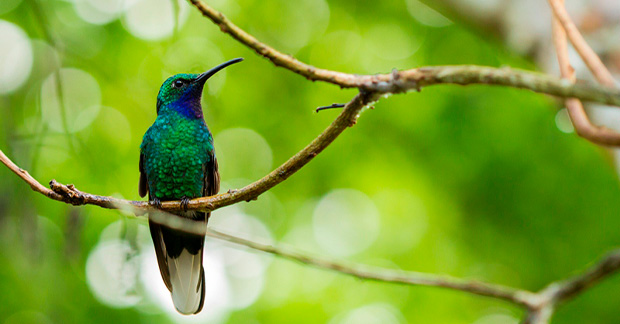 Tobago bird
